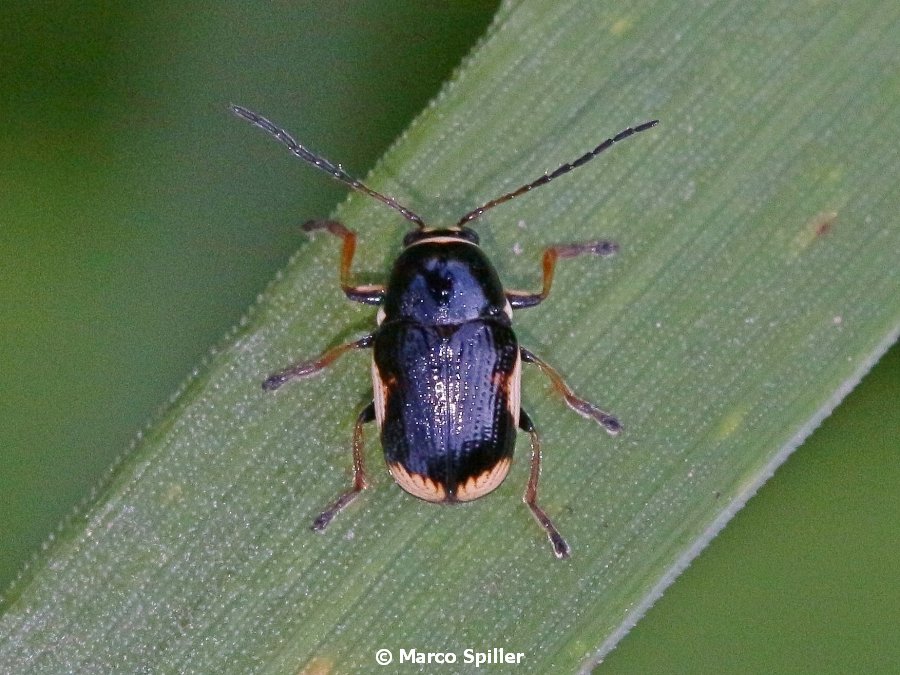 Chrysomelidae, Cryptocephalus moraei